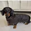 Earthbound Premium Wax Dog Coat in Brown